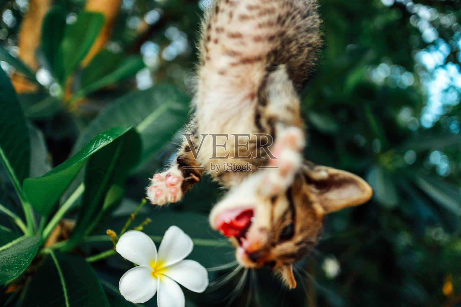 可爱的小猫照片摄影图片