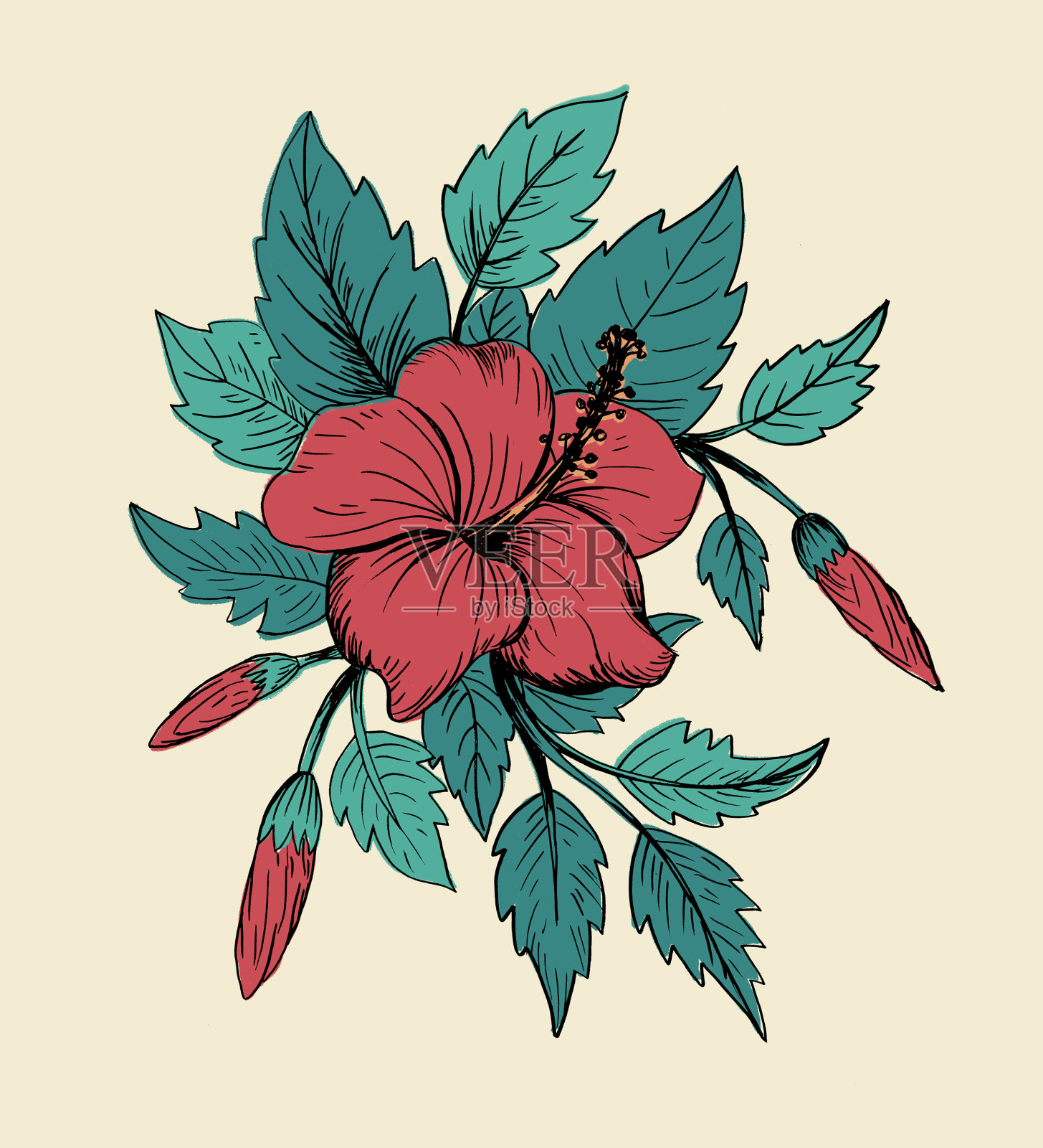 红色的芙蓉花插画图片素材