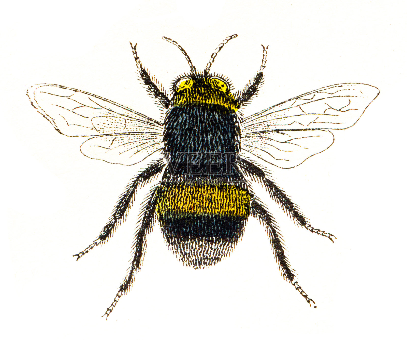 蜜蜂——《世界之书》1863年插画图片素材