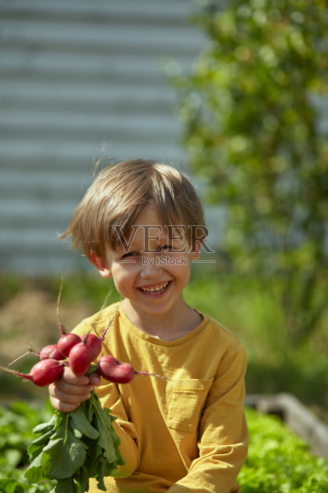 花园里的儿童园丁在后院或农场收获萝卜照片摄影图片