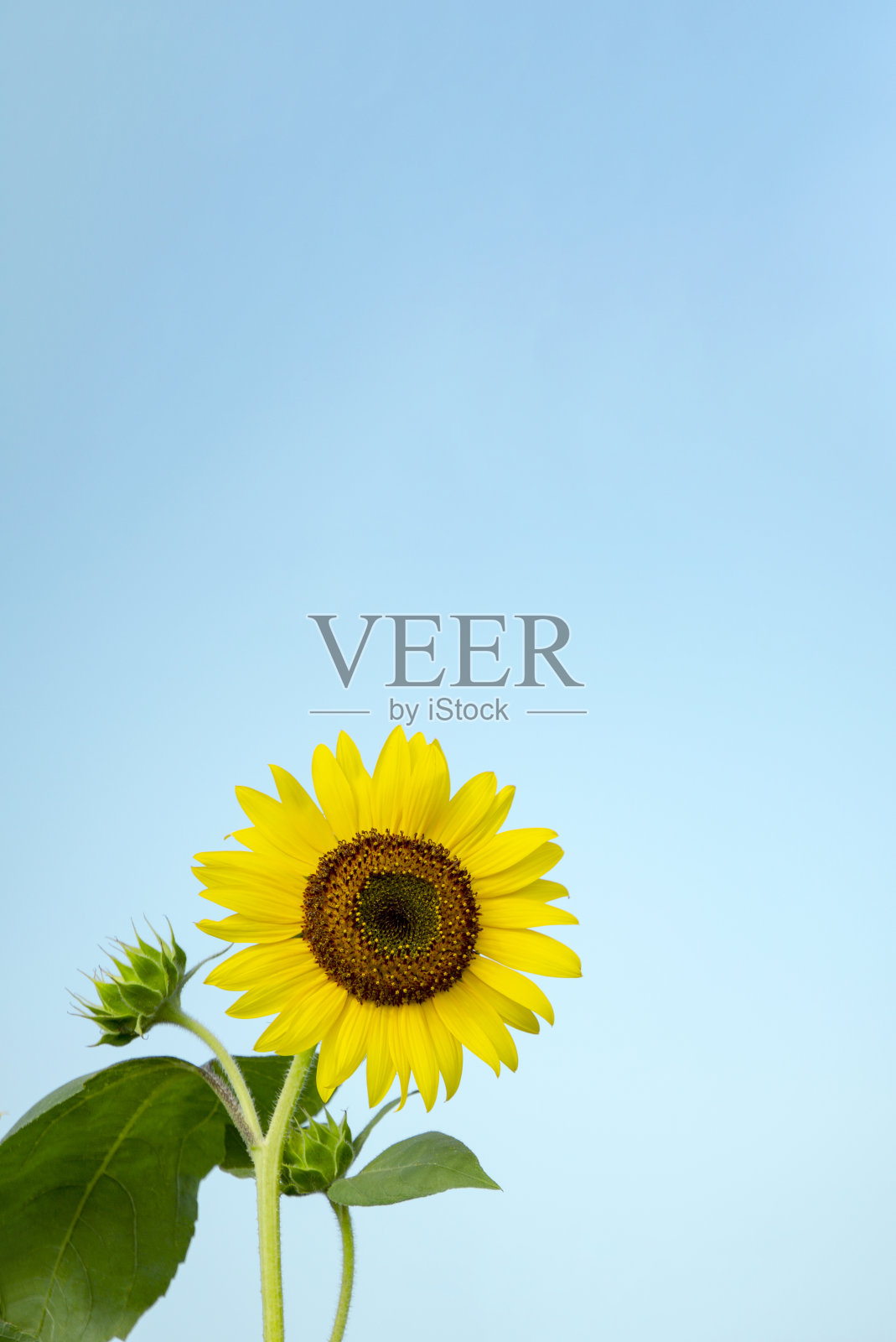 向日葵和浅蓝色的拷贝空间照片摄影图片