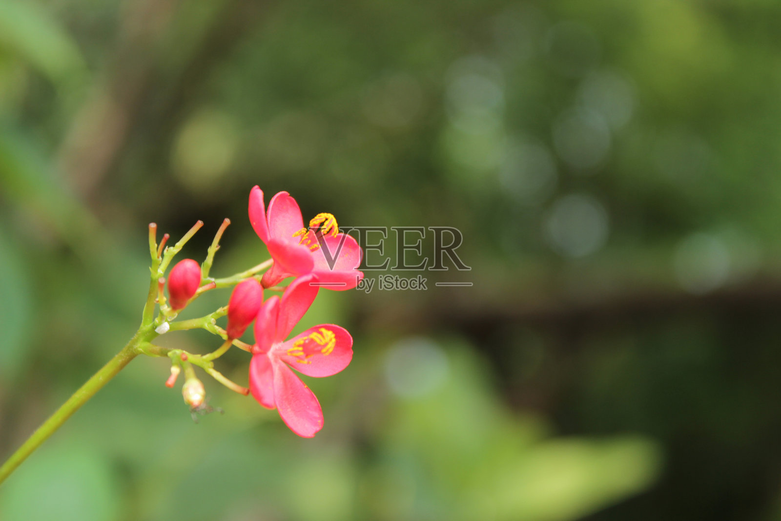 阳光下美丽的粉色花朵照片摄影图片