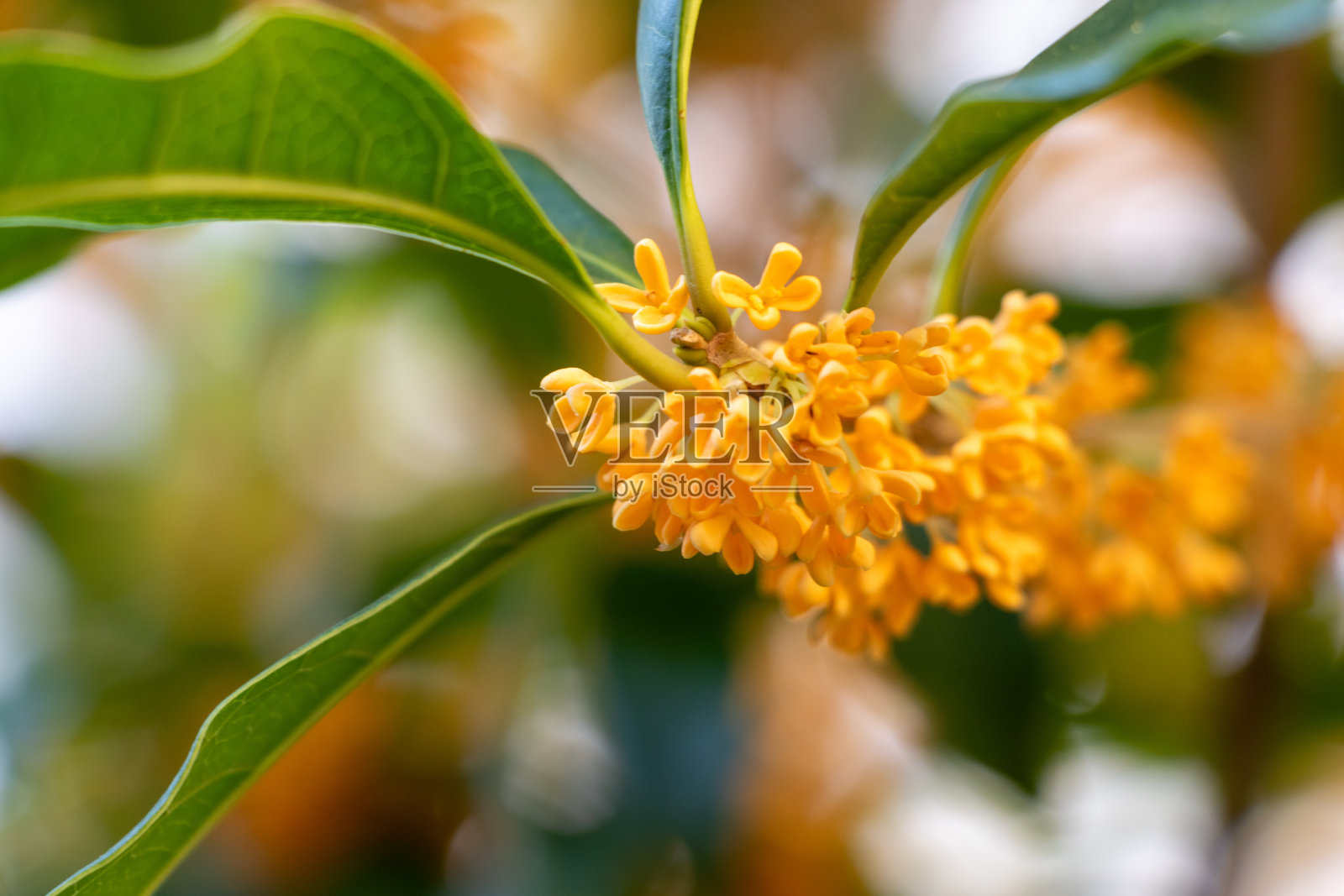 桂花橙花照片摄影图片