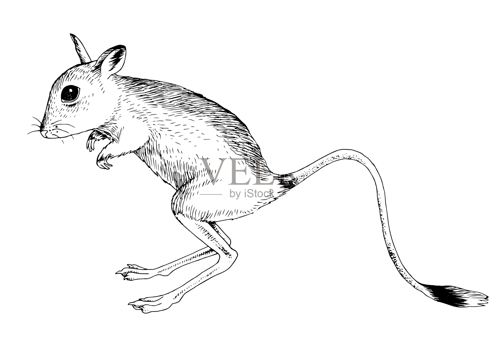 手绘的埃及跳鼠设计元素图片