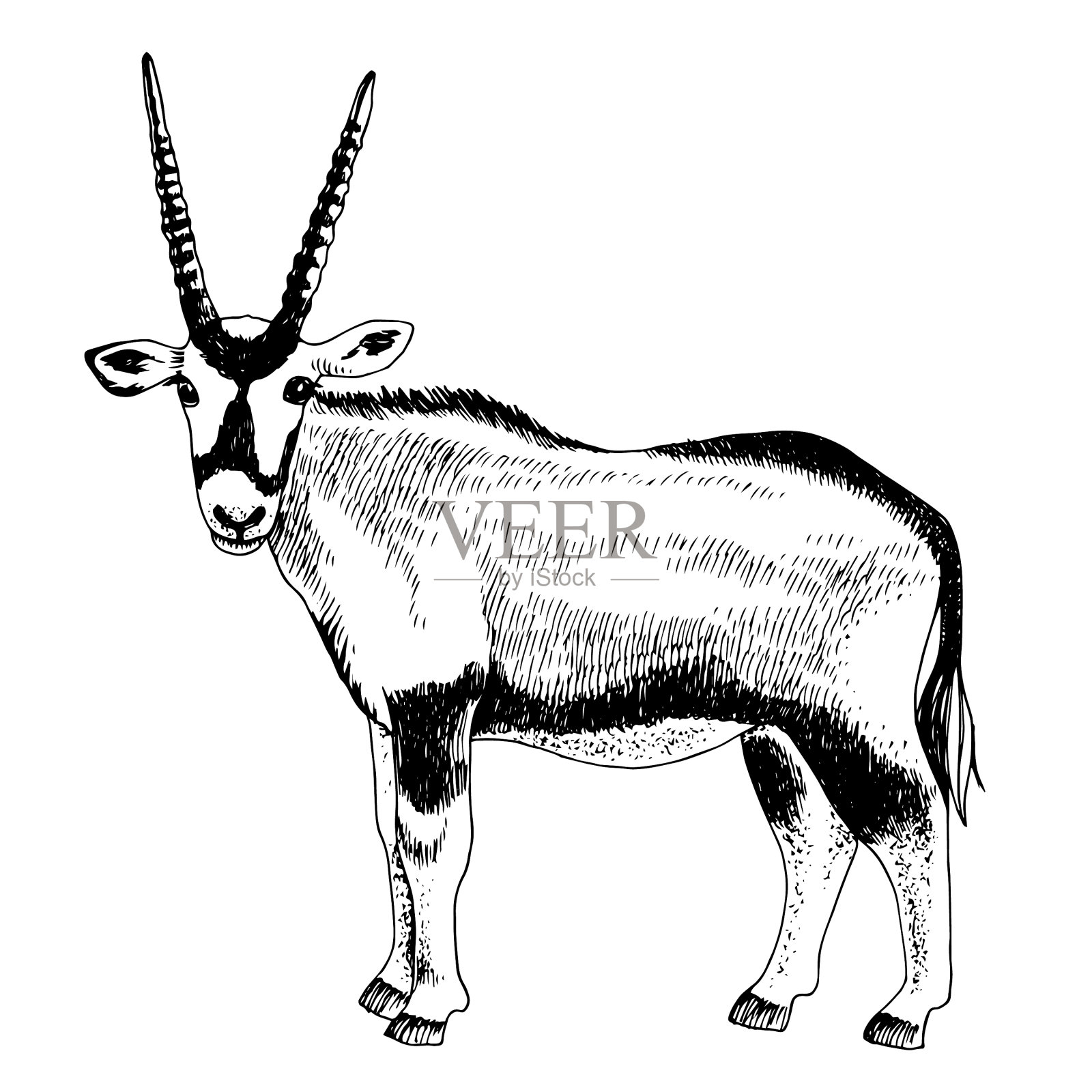 长角的单色非洲羚羊插画图片素材