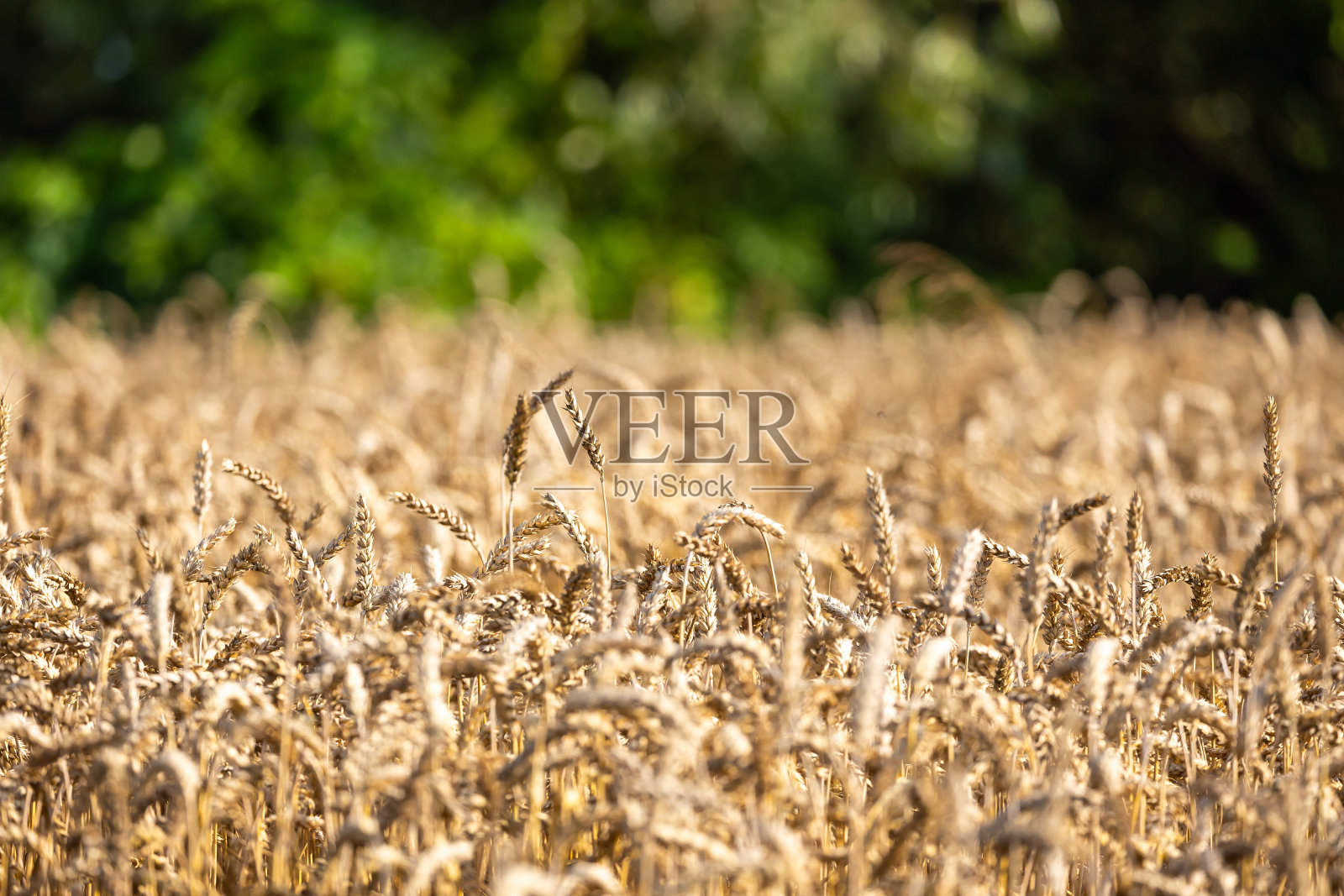 近距离拍摄准备收割的金黄色熟麦穗。后面的林木线模糊不清。照片摄影图片