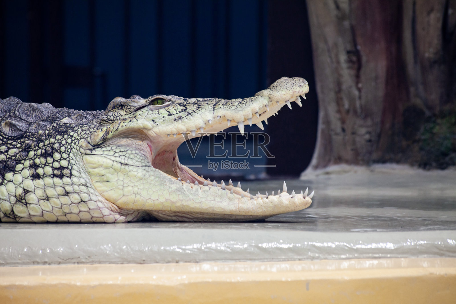 大鳄鱼张开嘴巴，露出可怕的牙齿。鳄鱼的肖像照片摄影图片