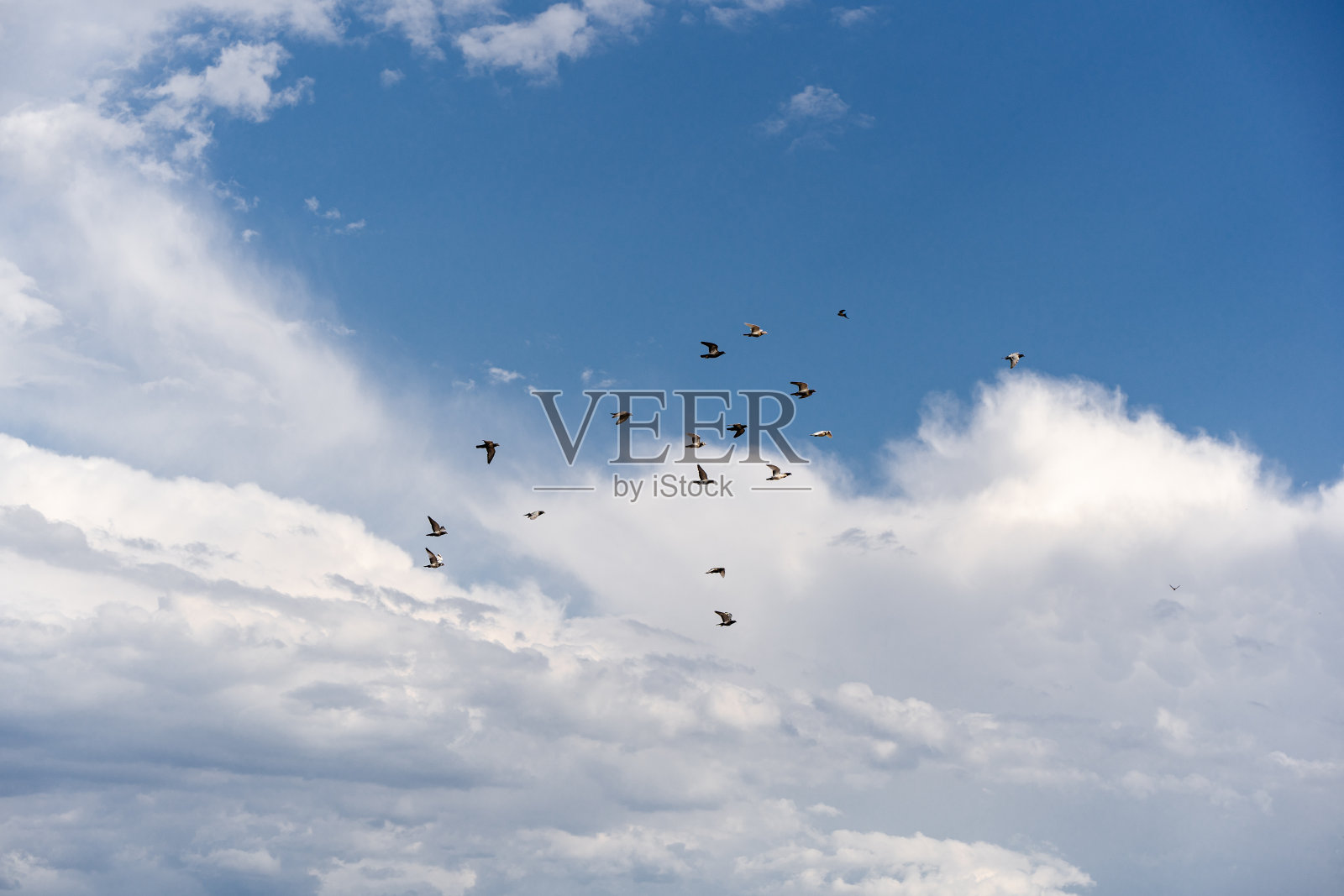 鸽子是一群在天空中飞翔的鸟，蓝天白云照片摄影图片