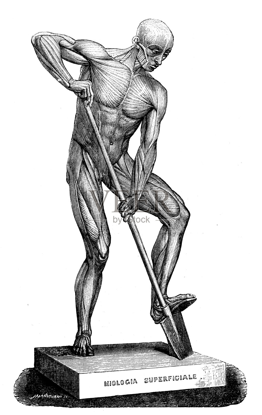 古董插图:人体肌肉插画图片素材