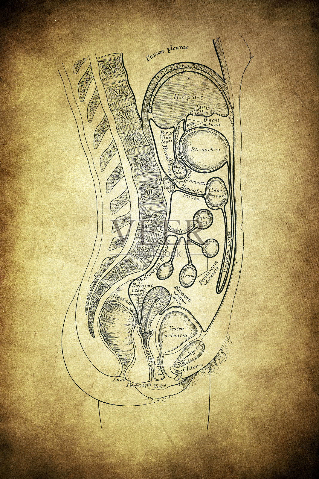 女性腹膜病程的方案。插画图片素材