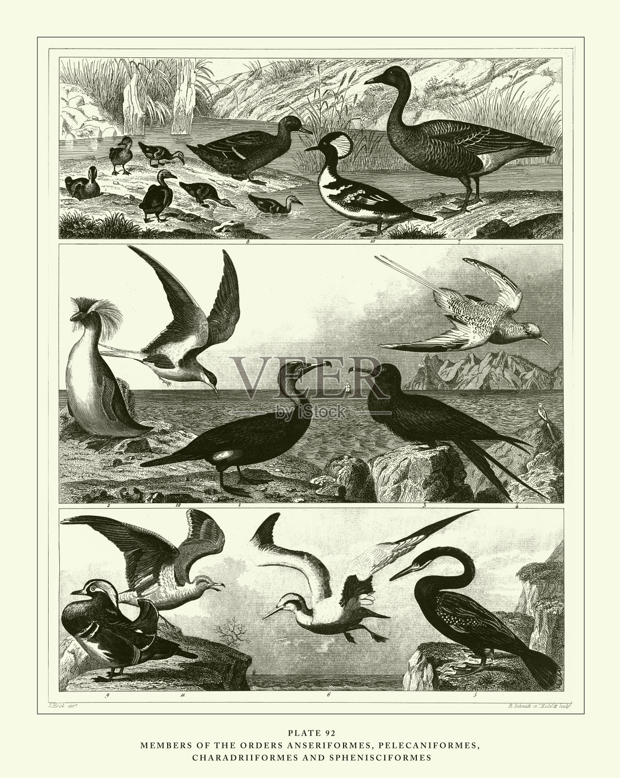 雕刻古董，足爪形目鸟，掌形目鸟，蝶形目鸟和鹅形目鸟雕刻古董插图，1851年出版设计元素图片