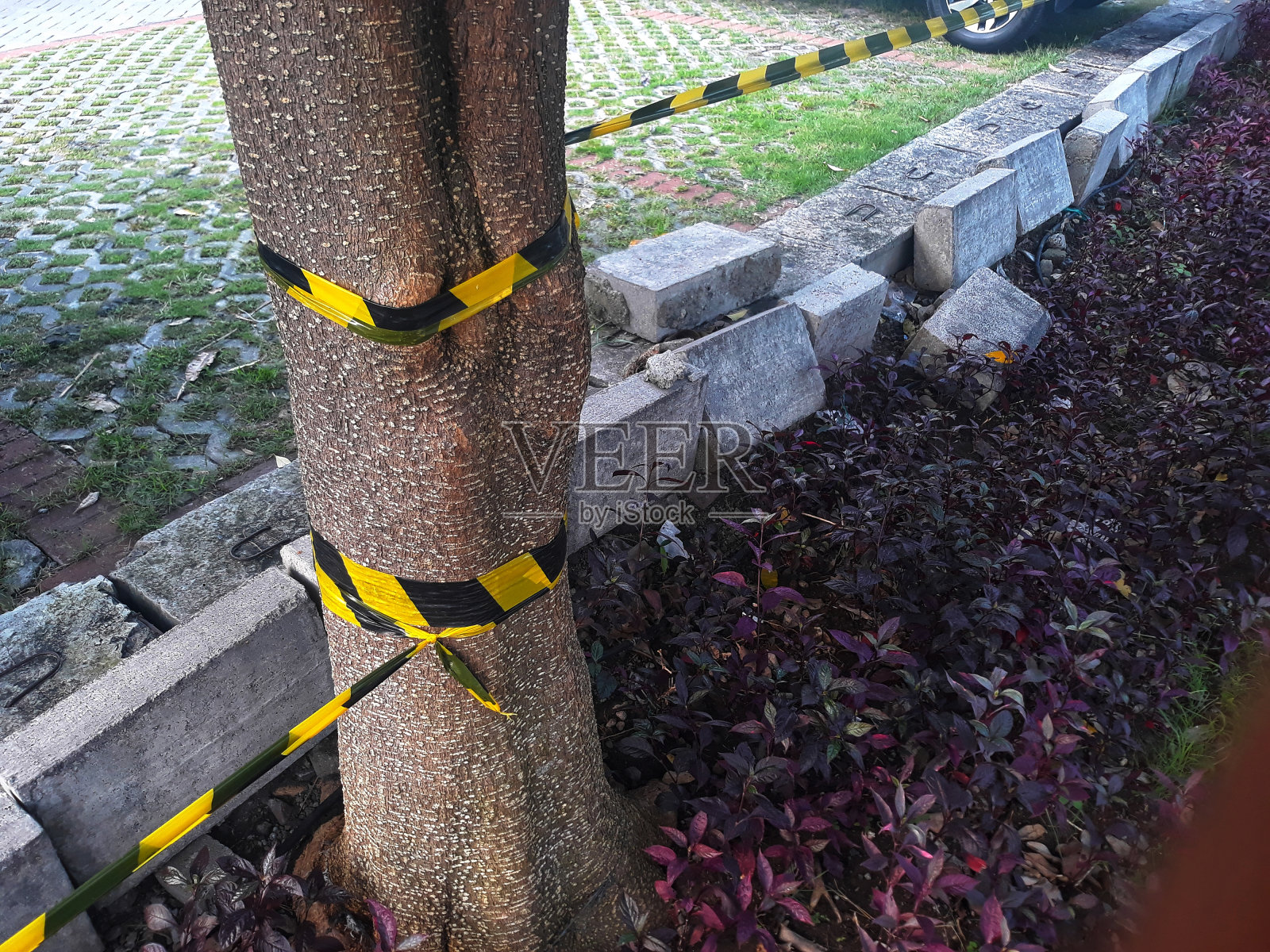 在公园和停车场的树干上绑着黄色和黑色的警戒线照片摄影图片