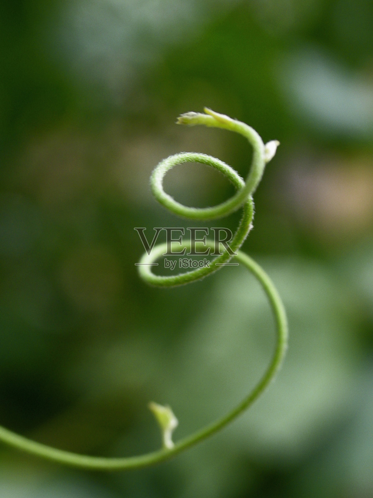 卷须照片摄影图片