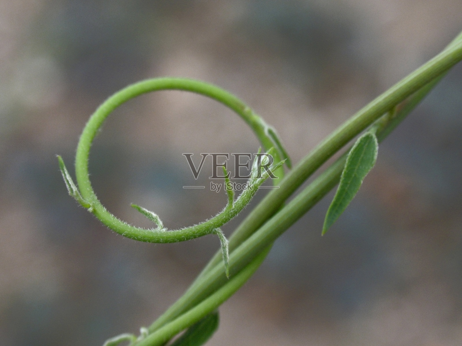 卷须照片摄影图片