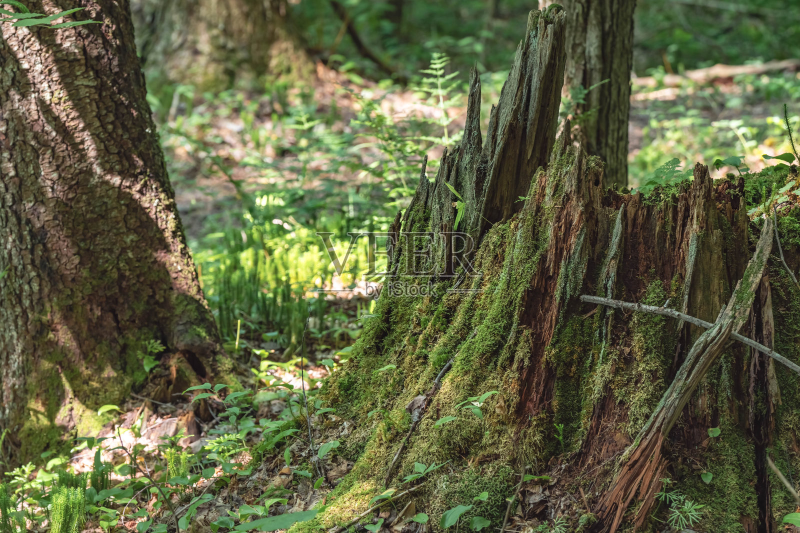 林地自然背景复制空间，徒步小径照片摄影图片