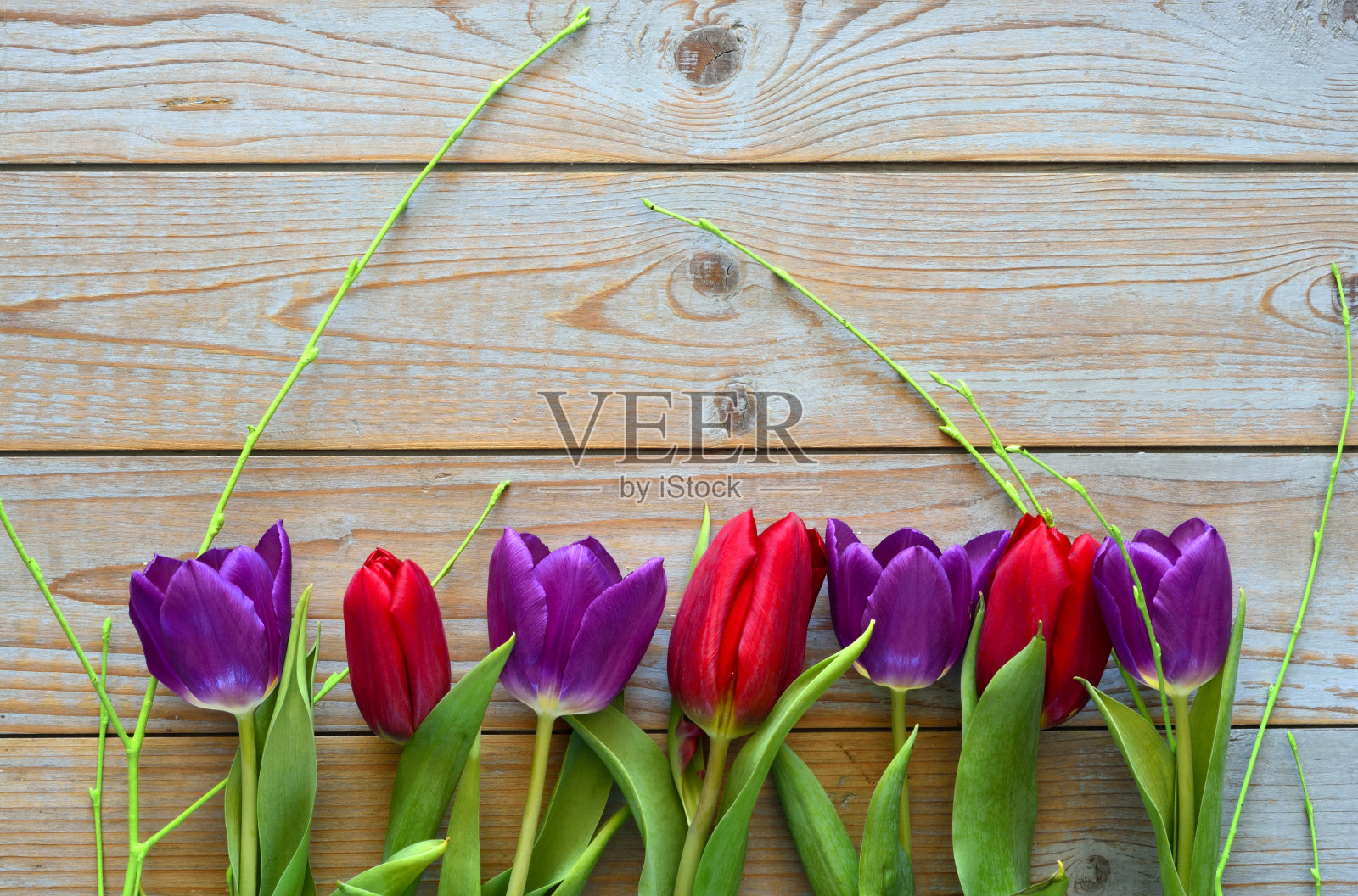 紫红色的郁金香在一个古老的木制背景与空白的复制空间照片摄影图片