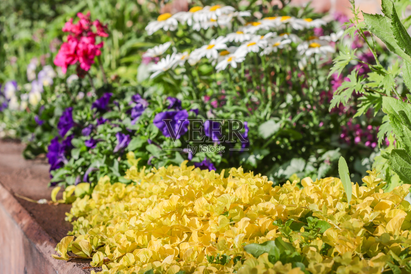 怀俄明提顿县杰克逊(杰克逊洞)的利simachia nummularia照片摄影图片