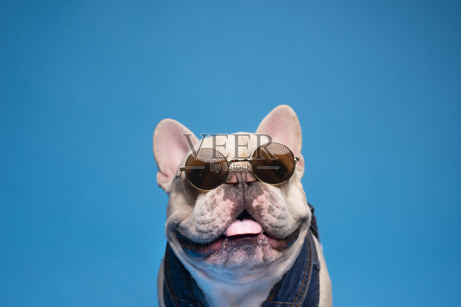 有趣的狗照片摄影图片