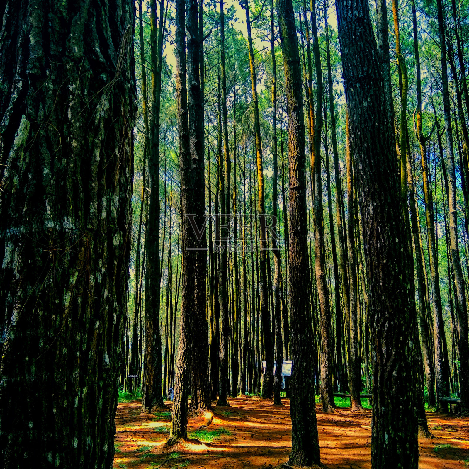 松树林中的自然气氛照片摄影图片