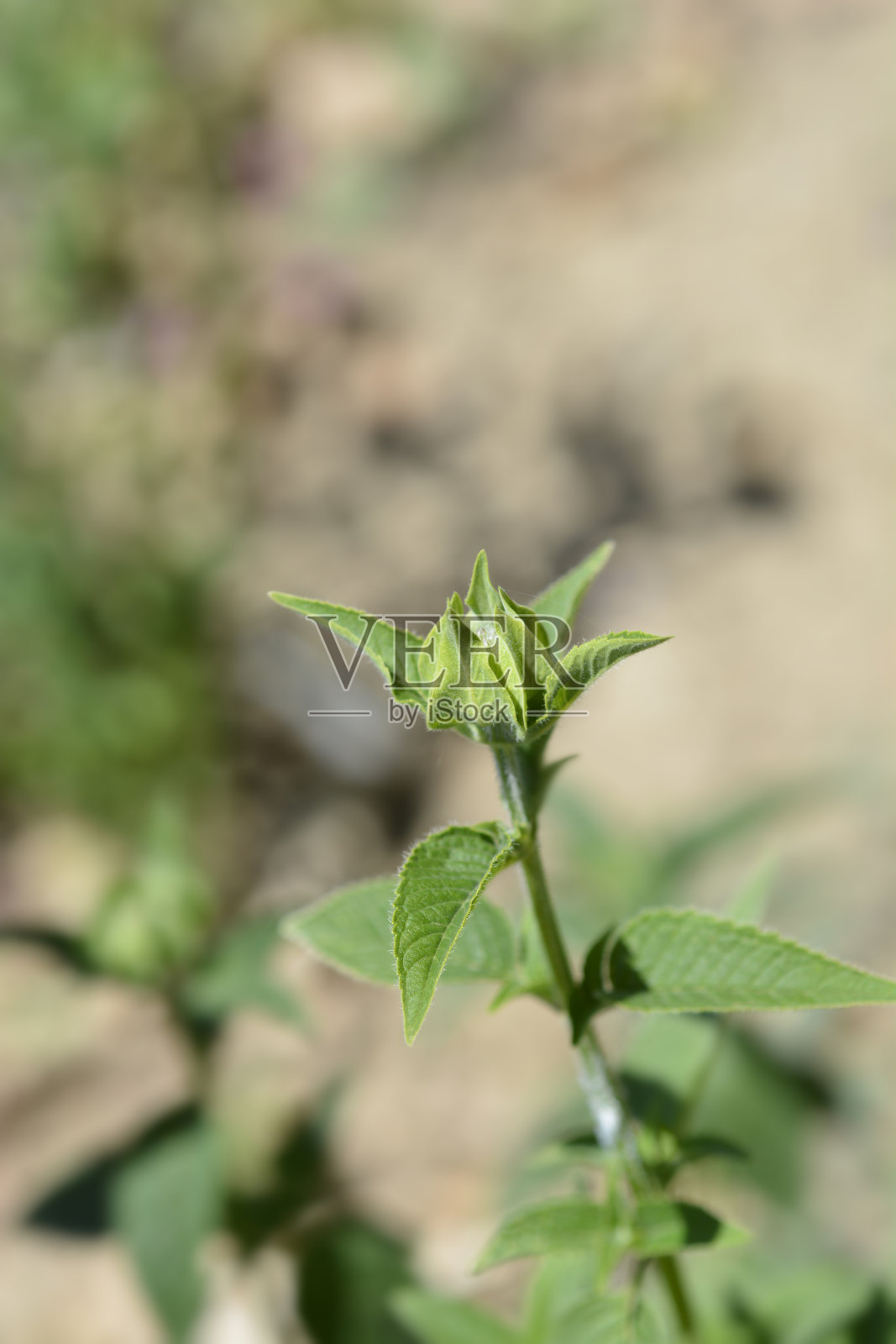 香蜂照片摄影图片
