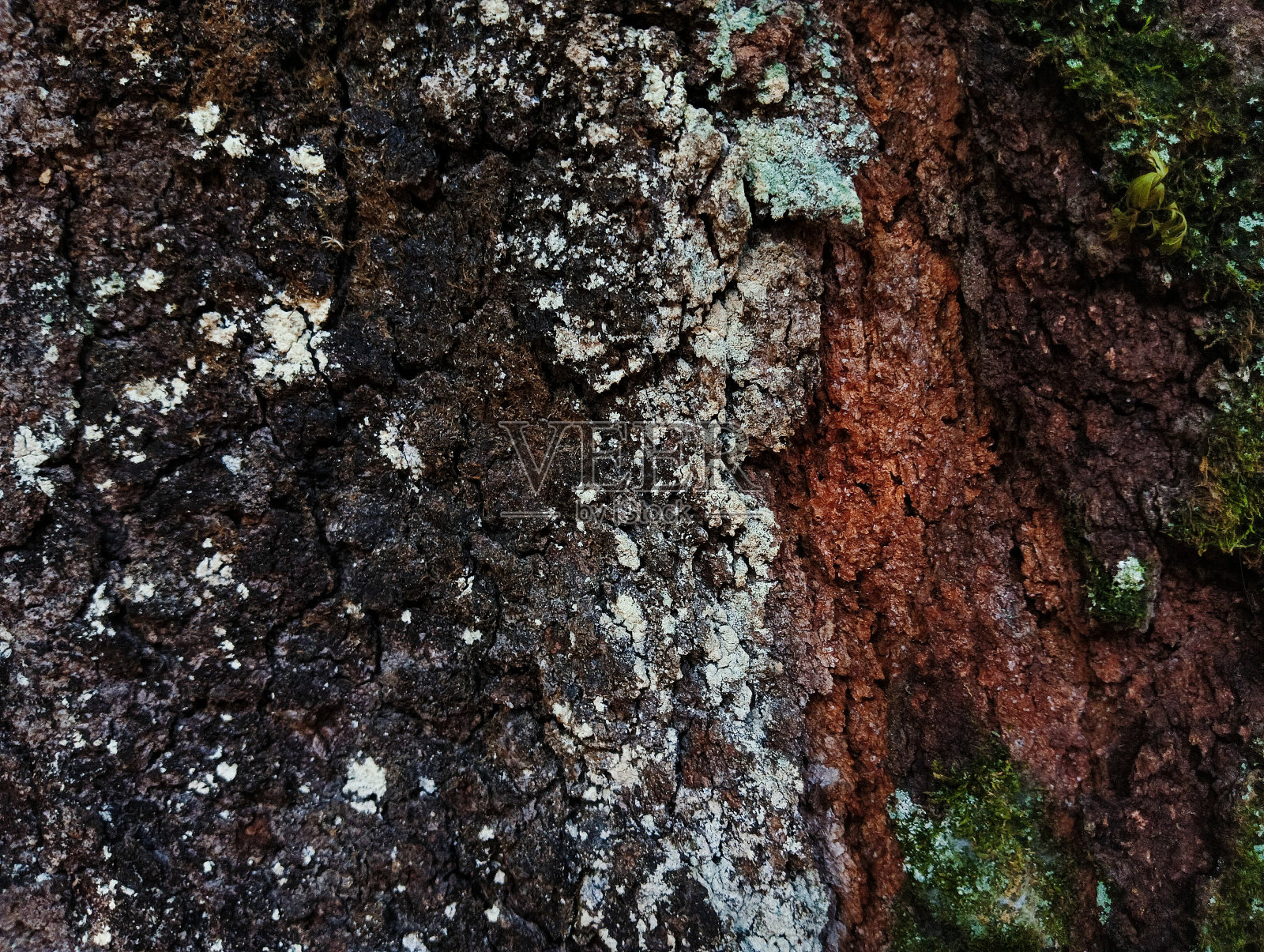 苔藓树干的抽象背景照片摄影图片