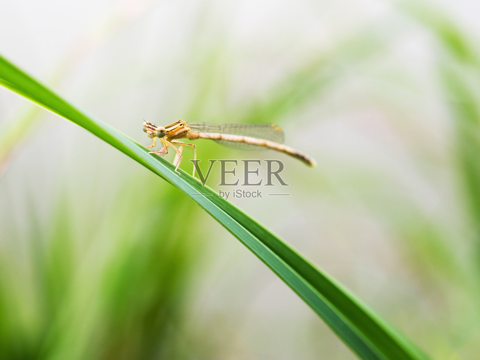 雄鸟(锦绣鸟)在芦苇茎上照片摄影图片