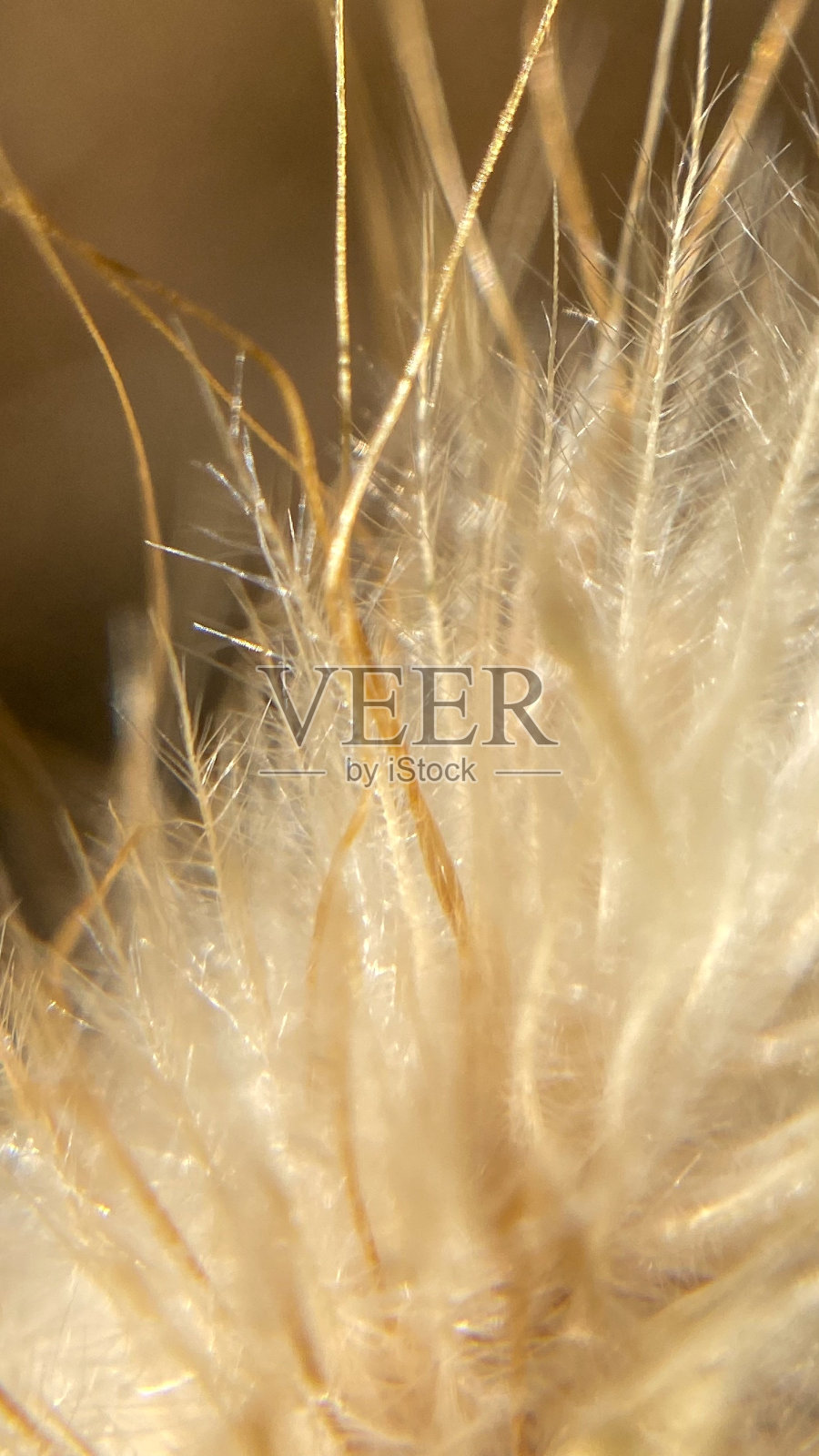 花卉自然植物照片摄影图片