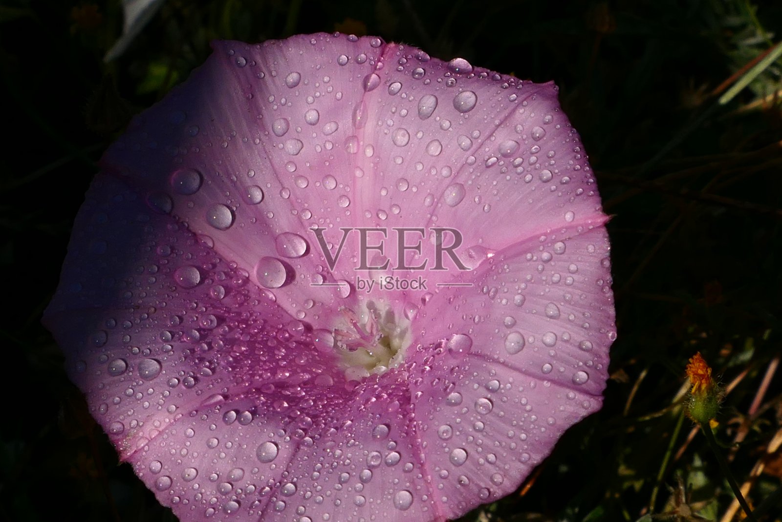 希腊莱夫卡达，花束草和水滴照片摄影图片