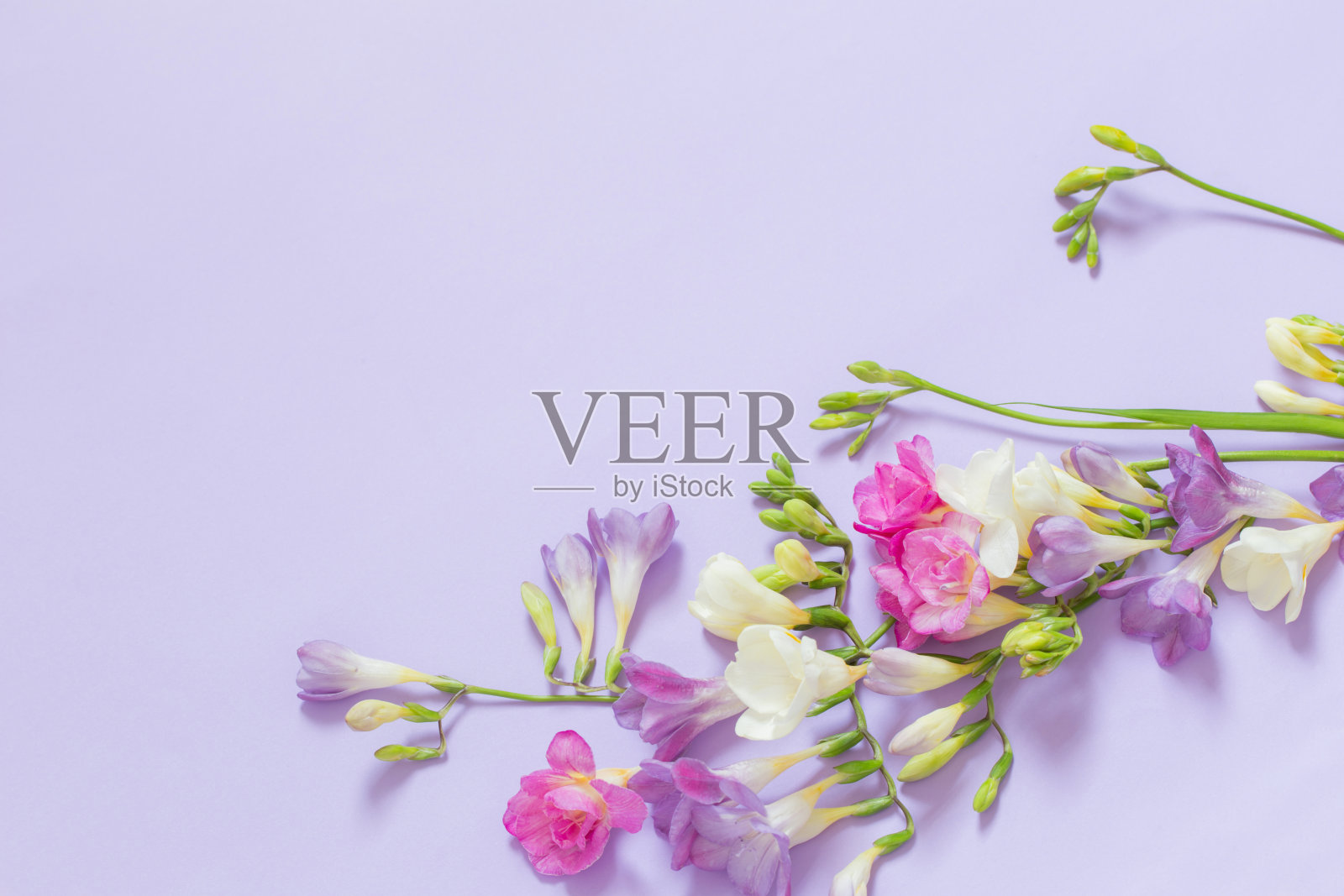 粉红色，白色和紫色的花在浅紫色的背景照片摄影图片