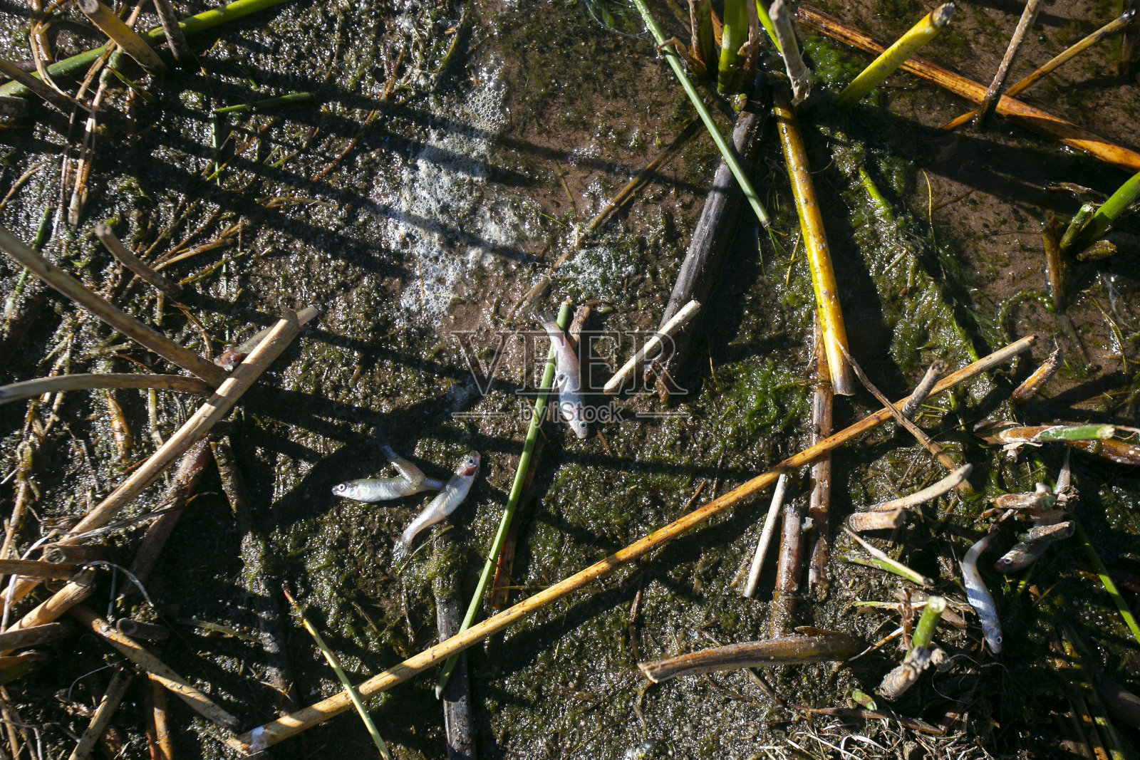 Ispi鱼是喀喀湖特有的一种小鱼，一般是整鱼油炸后食用。照片摄影图片