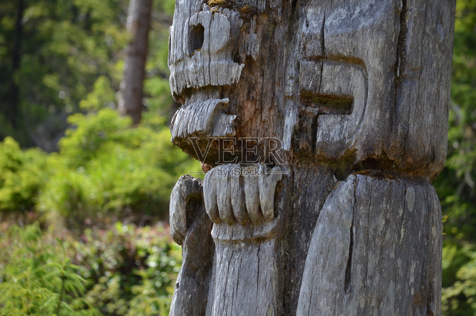 历史图腾柱，Sgang guaway, Ninstints, Haida guwaii, BC, Canada照片摄影图片