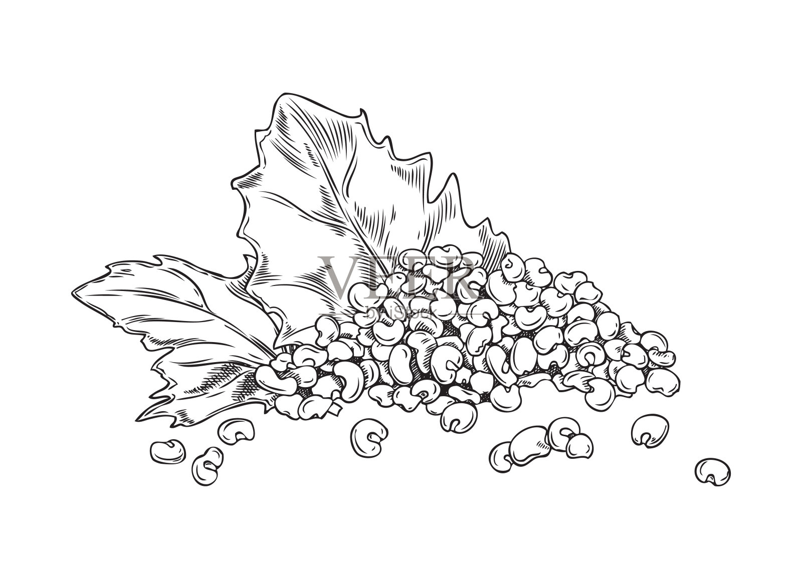 概述藜麦叶和堆生种子，谷物，农业纯素蛋白食品手绘矢量插图插画图片素材