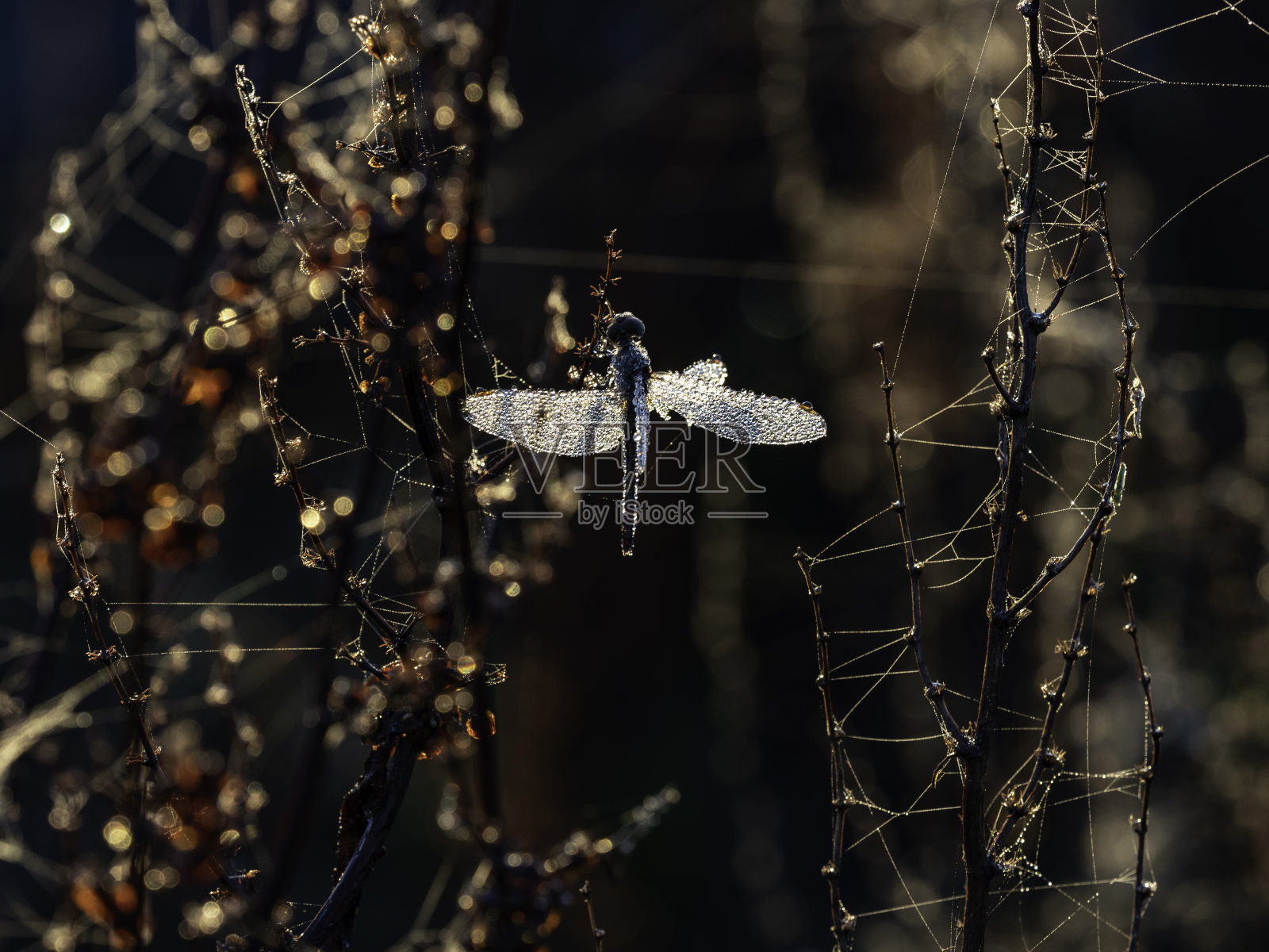 闪闪发光的翅膀照片摄影图片