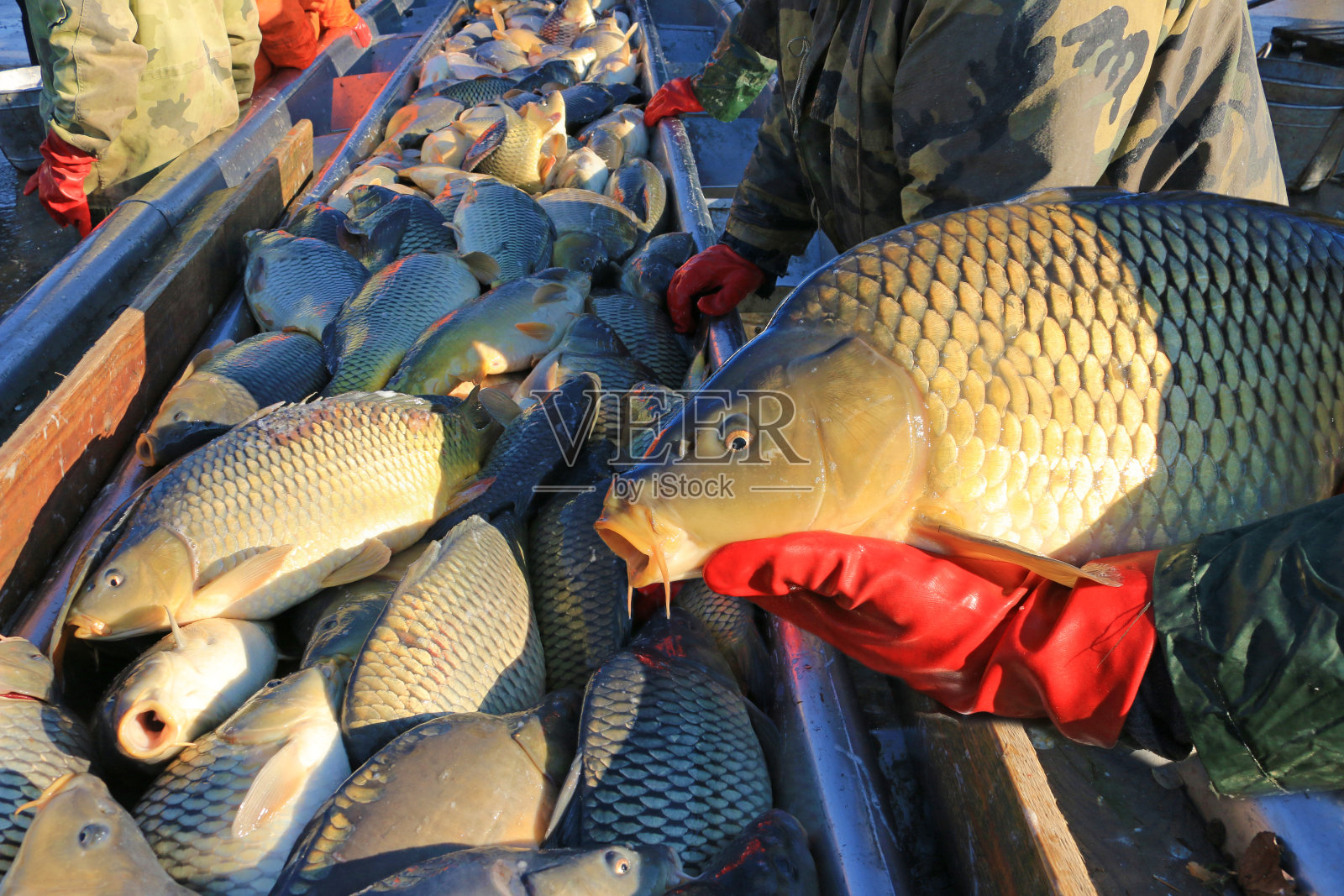渔民从养殖鱼池中捕捉淡水鱼鲤鱼照片摄影图片