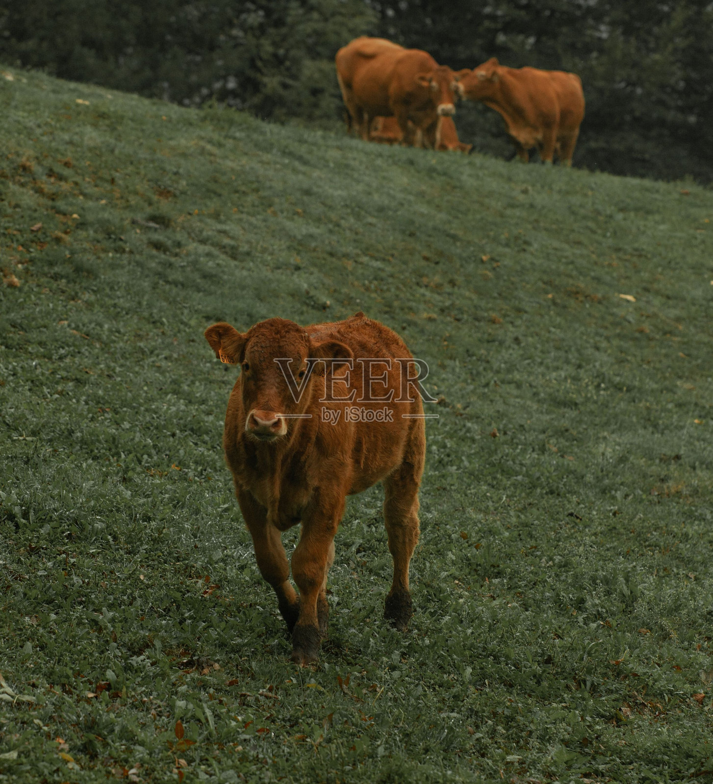 牛在西班牙托洛萨山区的傍晚吃草照片摄影图片