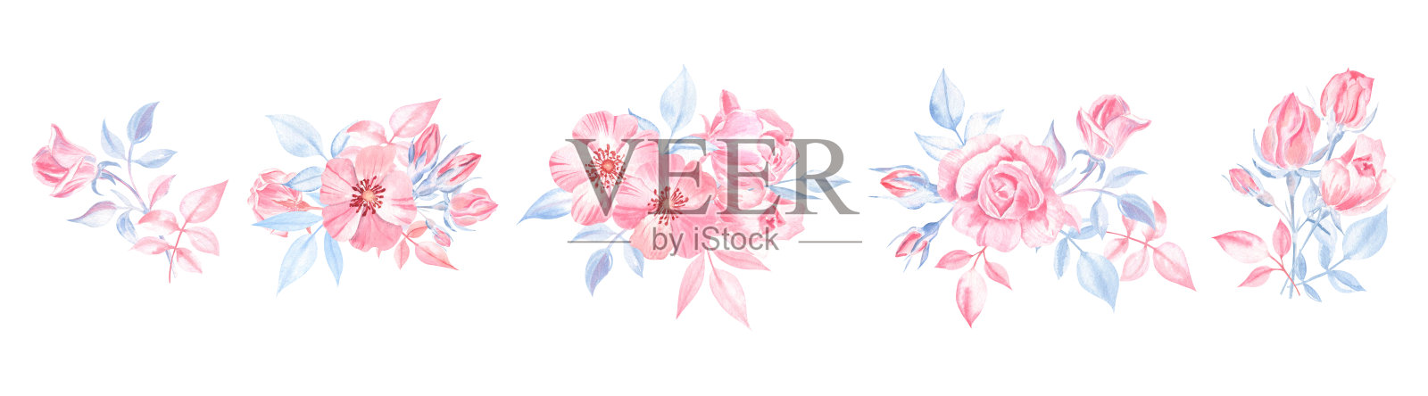 一套水彩插图的玫瑰花的安排孤立的白色插画图片素材