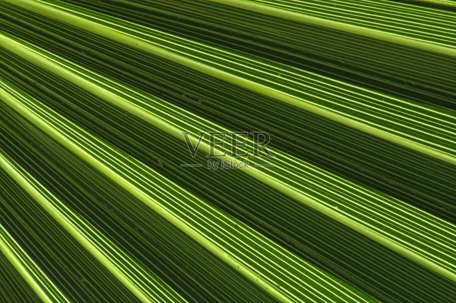 棕榈叶照片摄影图片