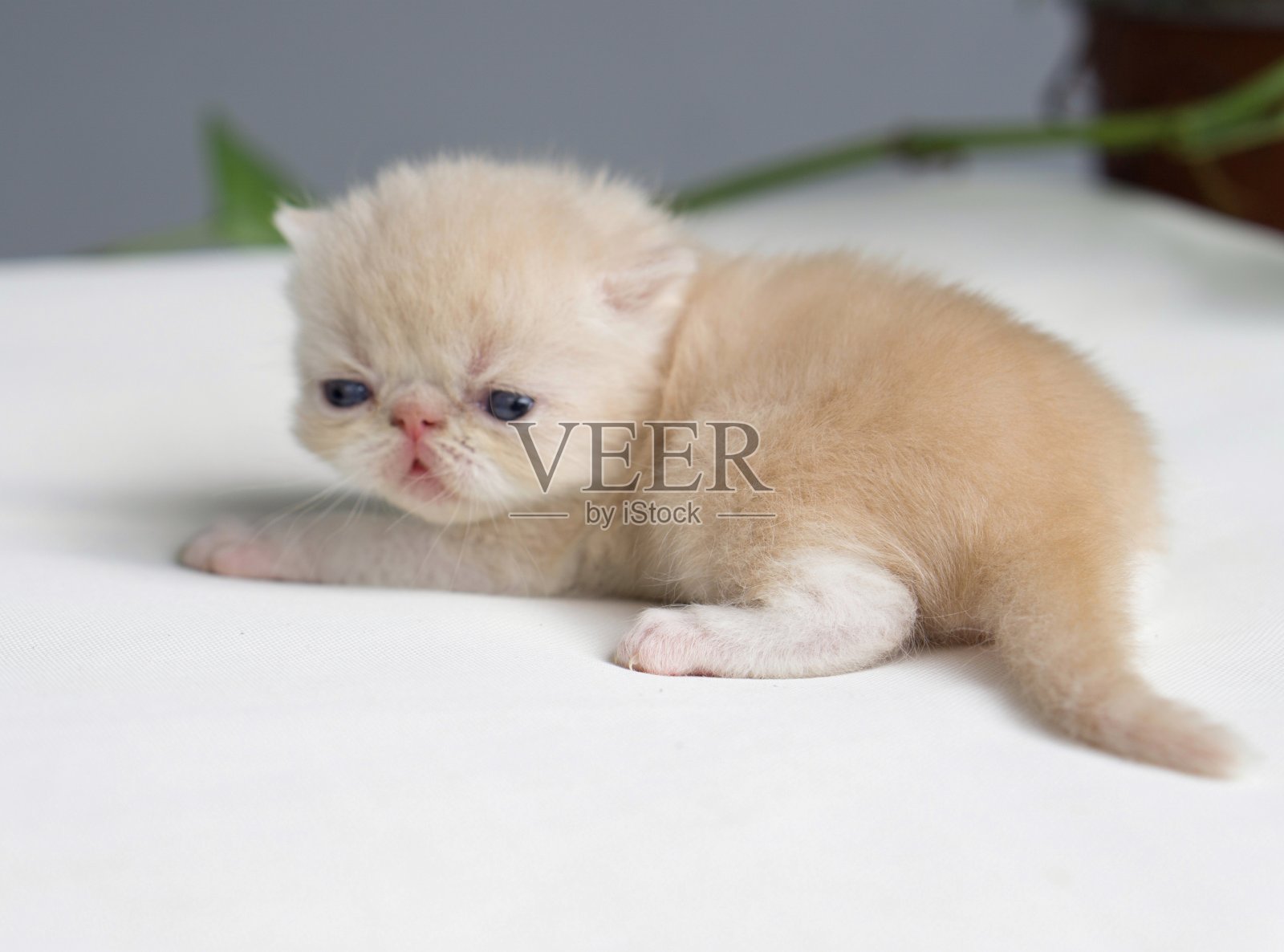 奇异的小奇迹:短毛小猫宝宝照片摄影图片