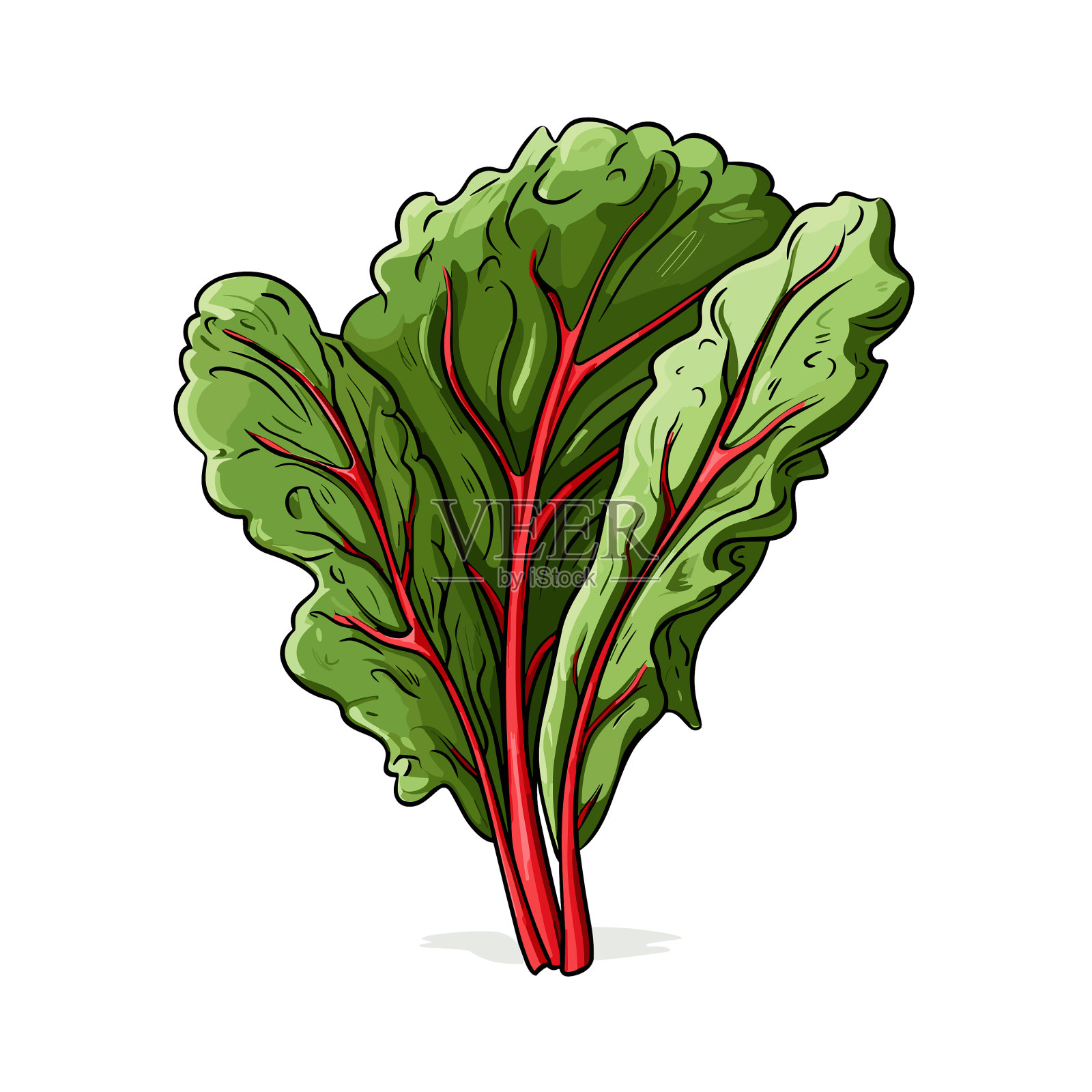 瑞士甜菜手绘瑞士甜菜涂鸦风格插画图片素材