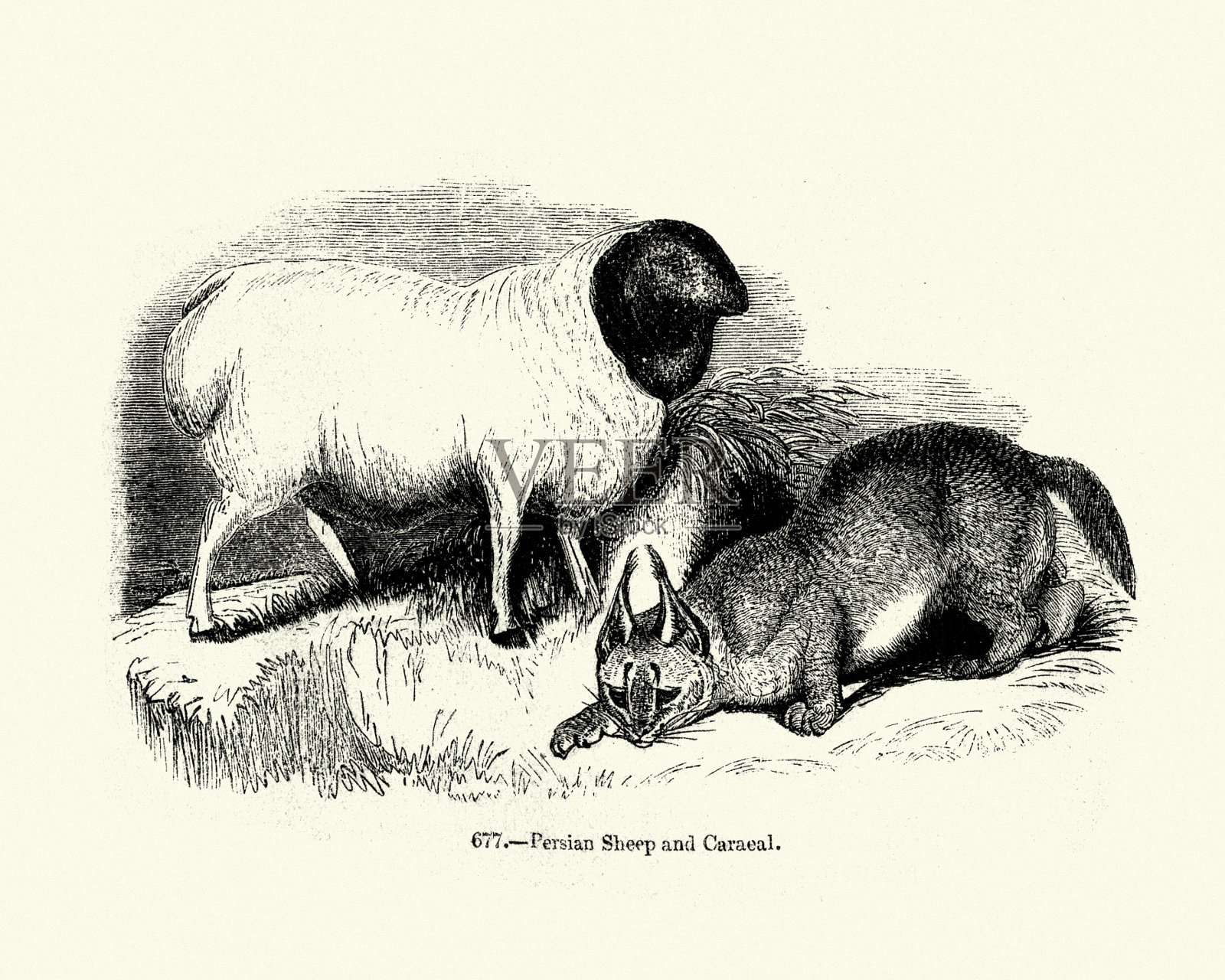 自然，哺乳动物，波斯绵羊和野猫插画图片素材