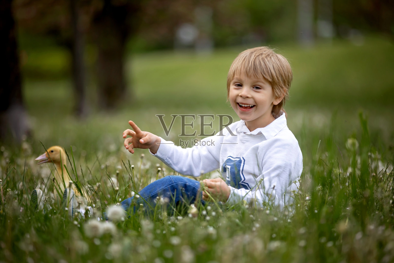 漂亮的学前班男孩，在公园里和小鸭子玩，吹蒲公英照片摄影图片