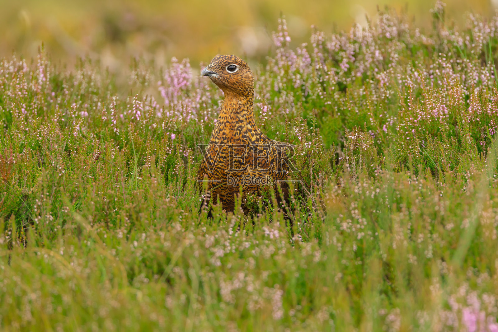 红松鸡，学名:Lagopus Lagopus，夏天沼泽地石南花刚刚开始开花时，红松鸡的近照。面临着离开了。约克郡山谷，英国。近距离照片摄影图片
