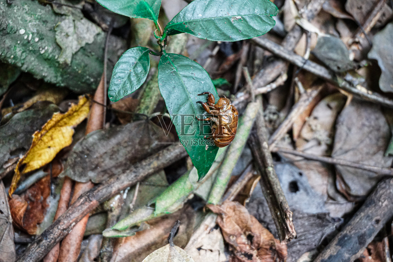蝉蜕皮照片摄影图片