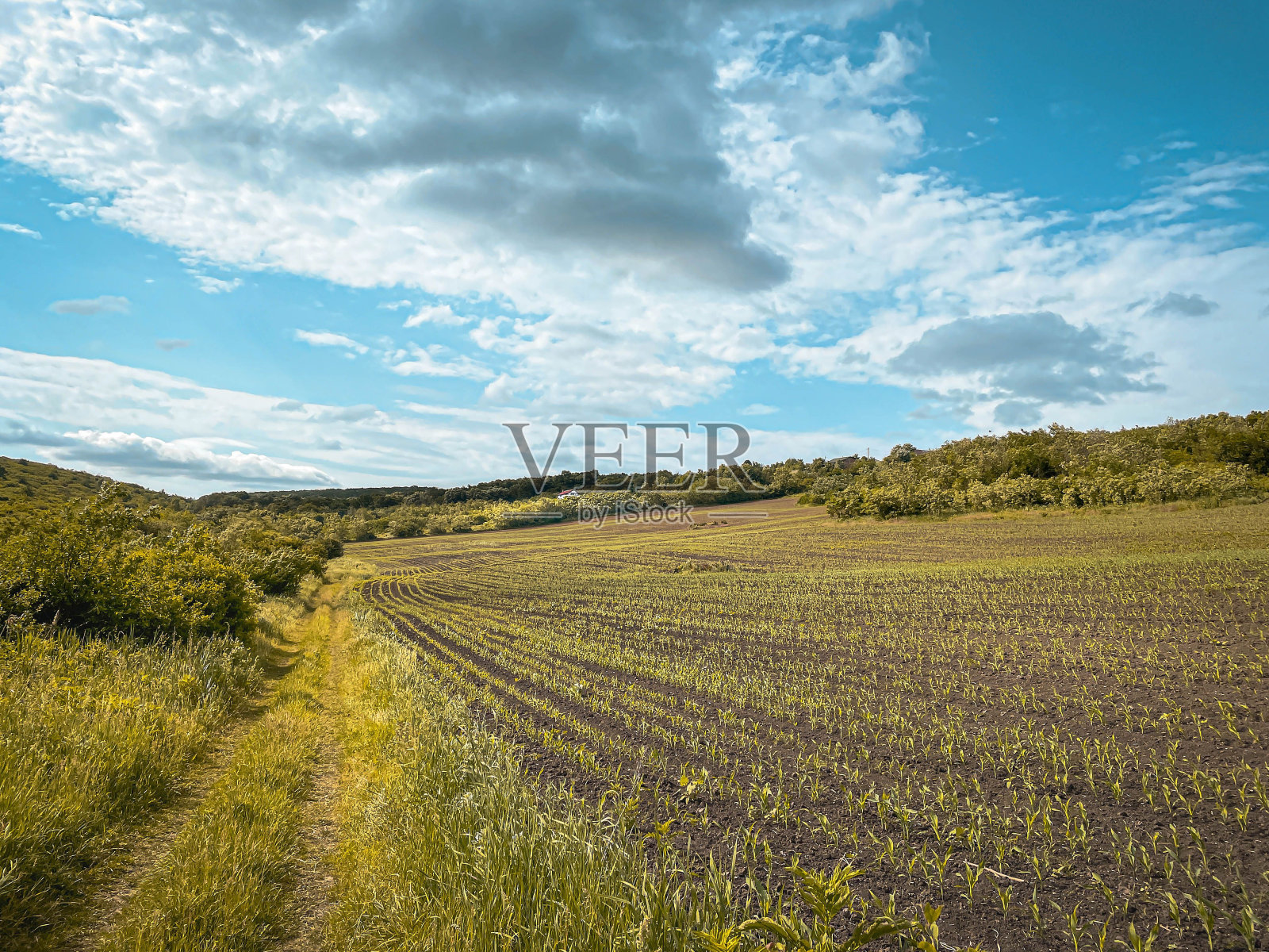 在一个阳光明媚的日子里，绿色田野上的农业种植园风景优美照片摄影图片