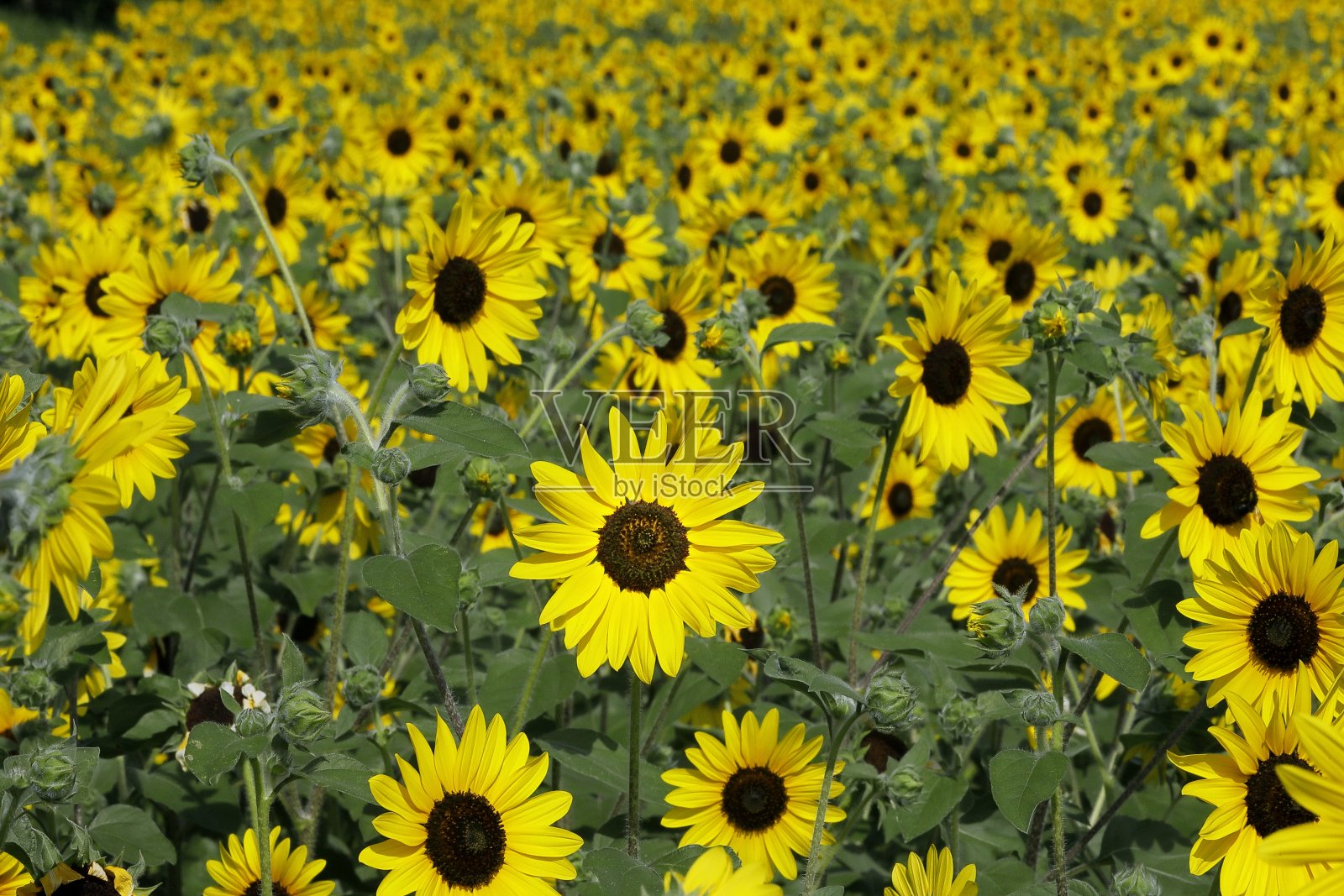 向日葵在日本绽放照片摄影图片