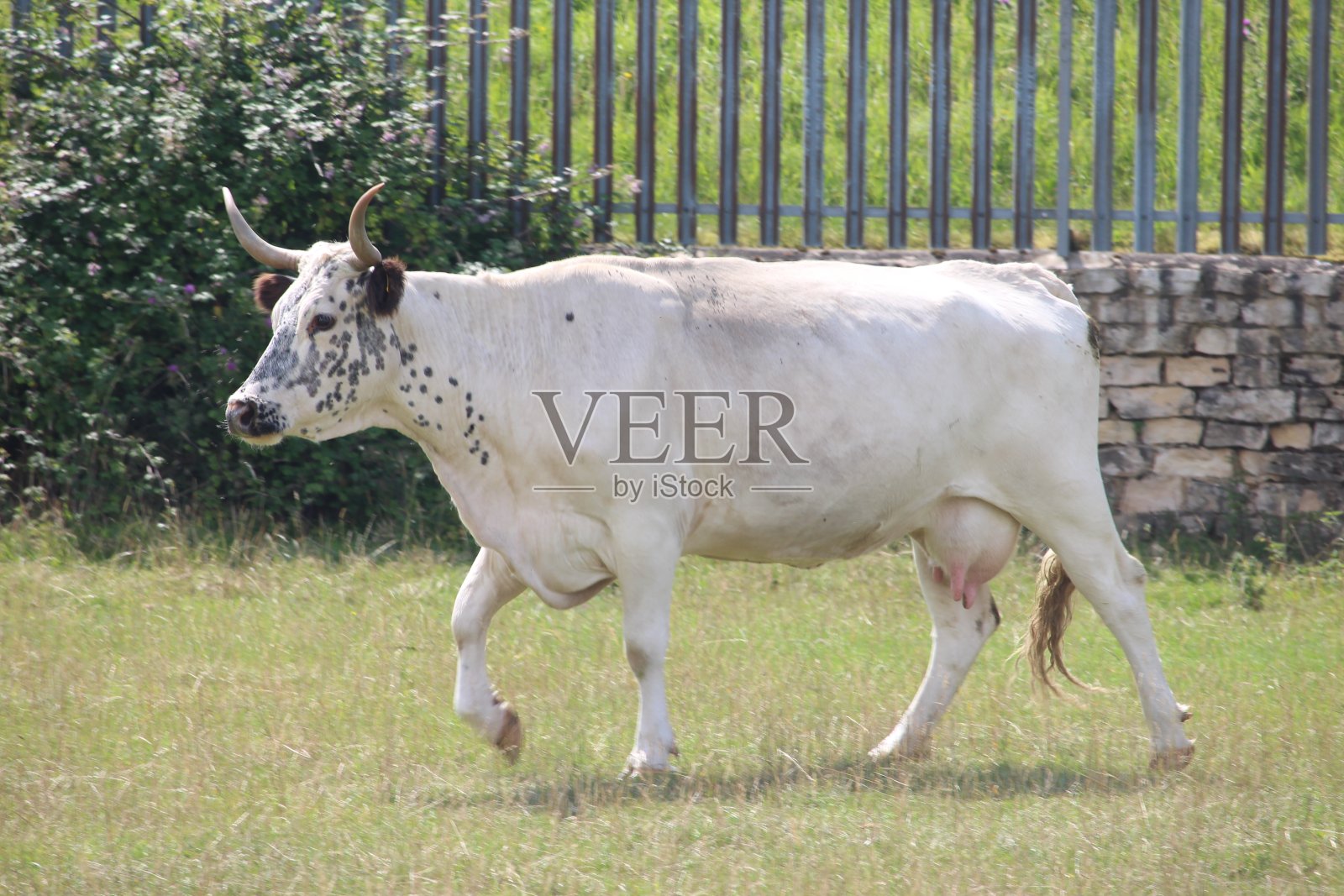 在开阔的普通沼地上，一头白色长角牛的照片照片摄影图片