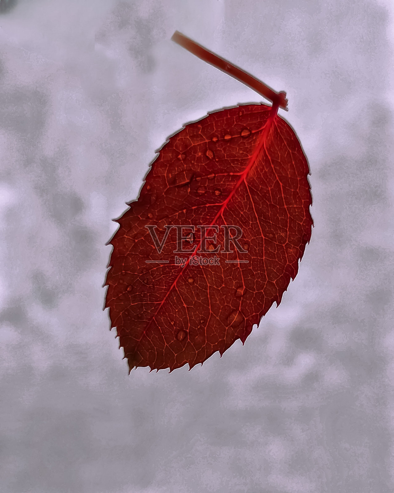 空中一片红叶照片摄影图片