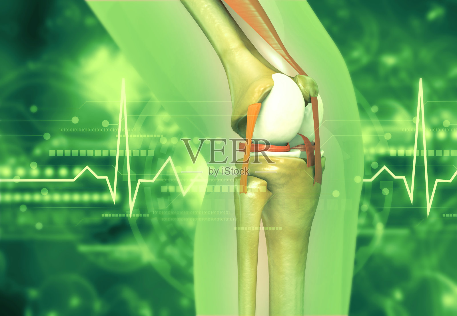 人体膝关节解剖照片摄影图片