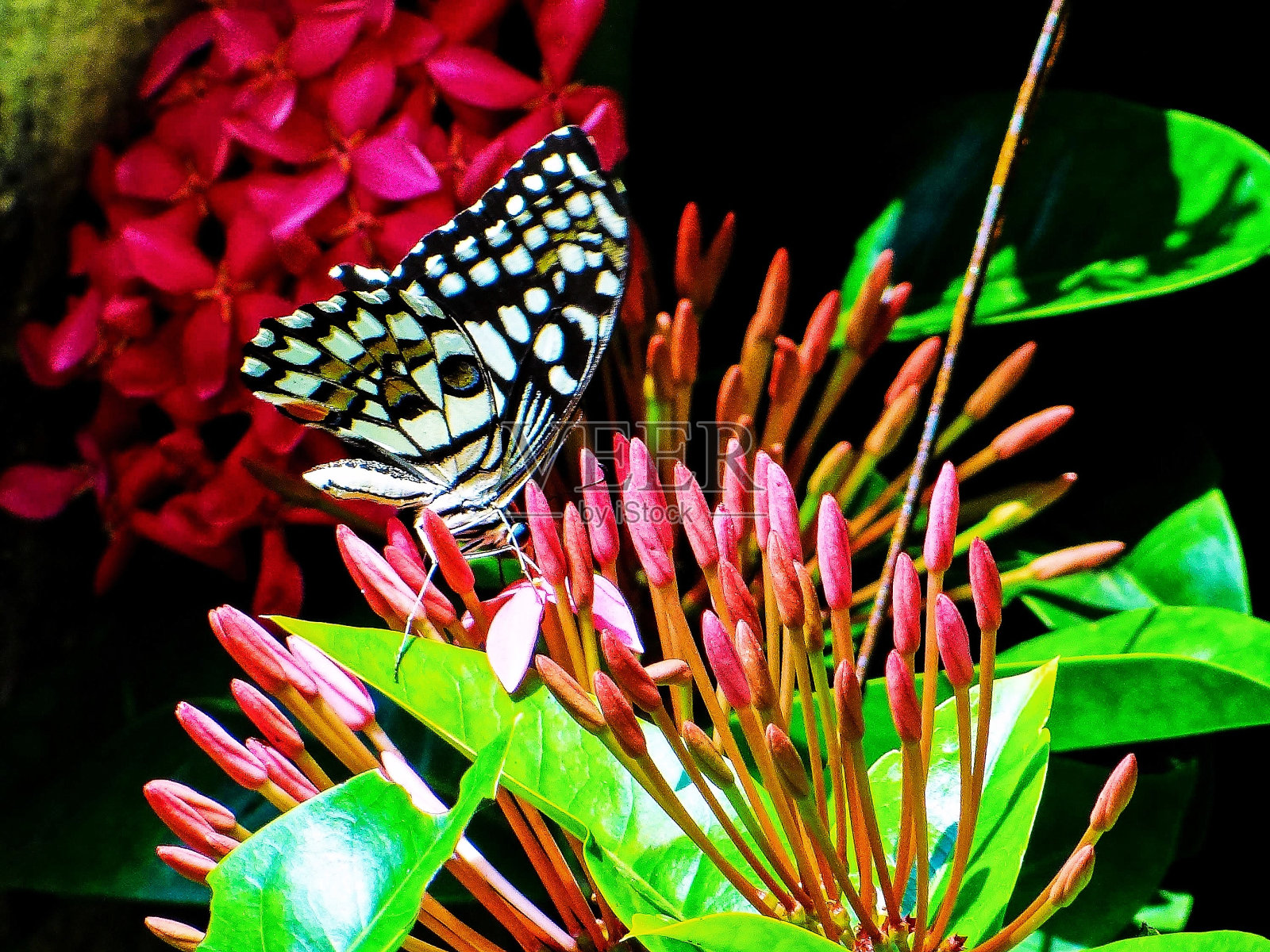 传粉的蝴蝶照片摄影图片