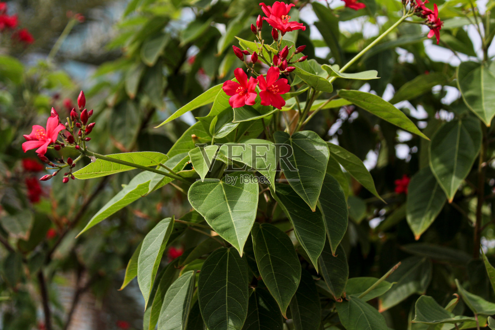麻疯树照片摄影图片